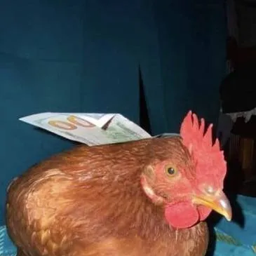 chat with ai character: gallina