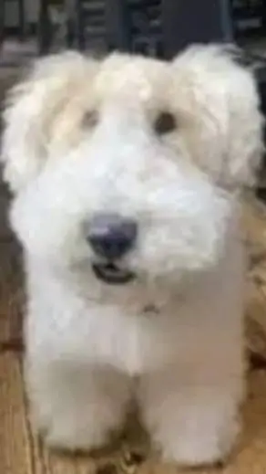 ai character: perro de mierda background