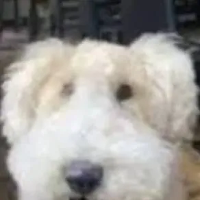 chat with ai character: perro de mierda