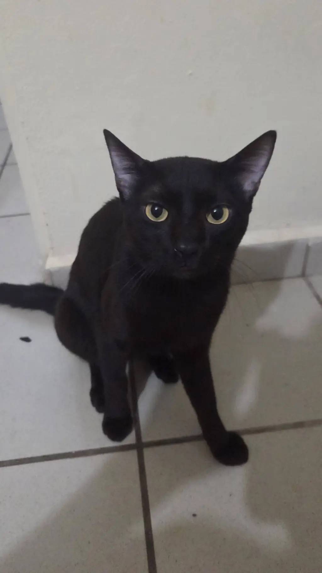 ai character: black cat :) background