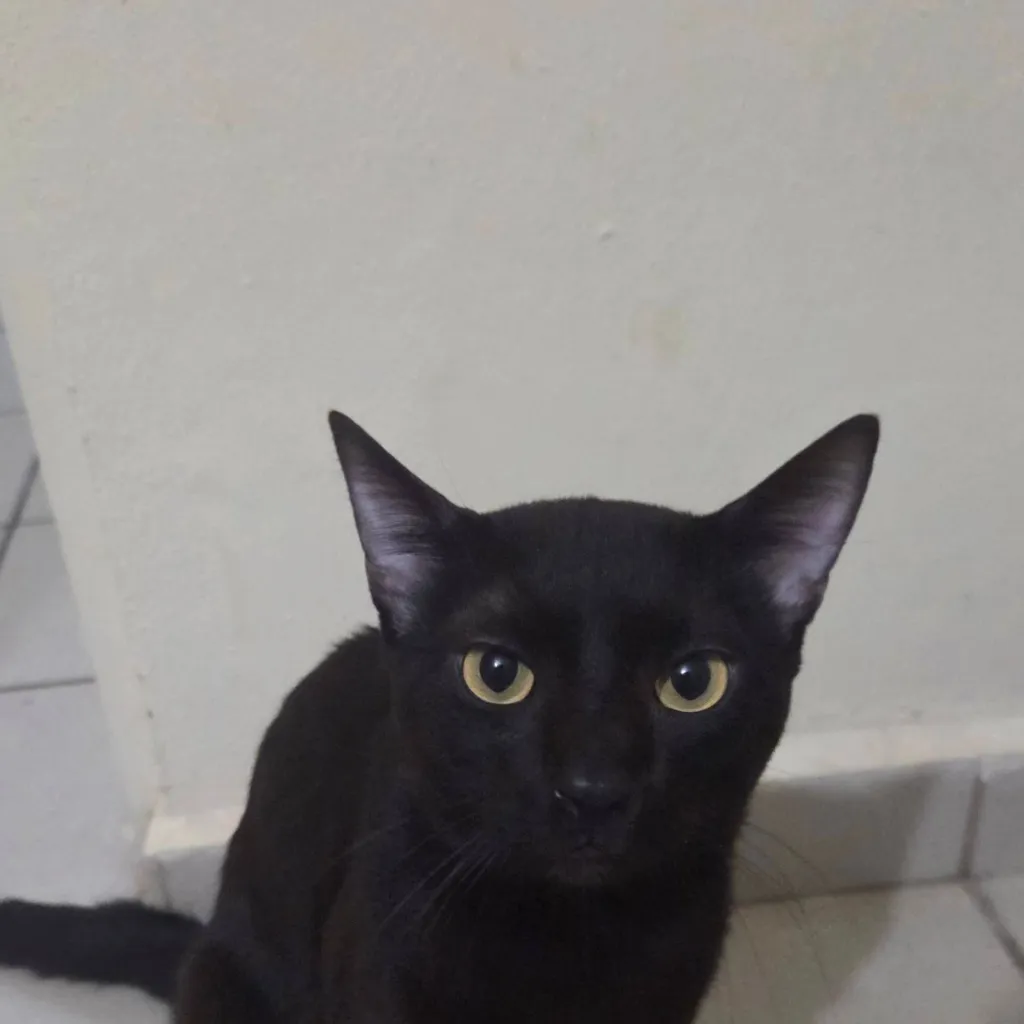 chat with ai character: black cat :)