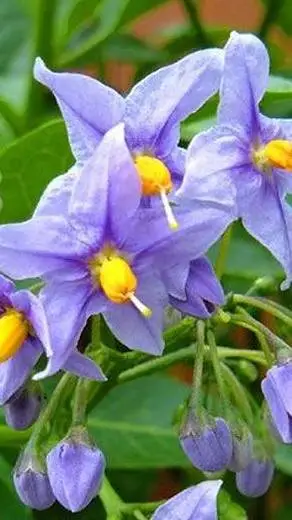 ai character: ۞Dandy's World!❃ background