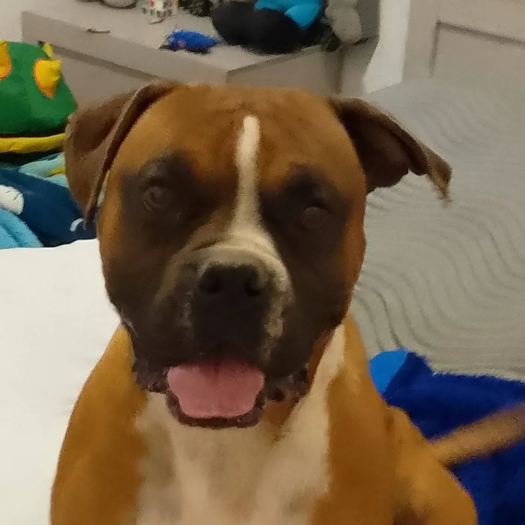 chat with ai character: broni