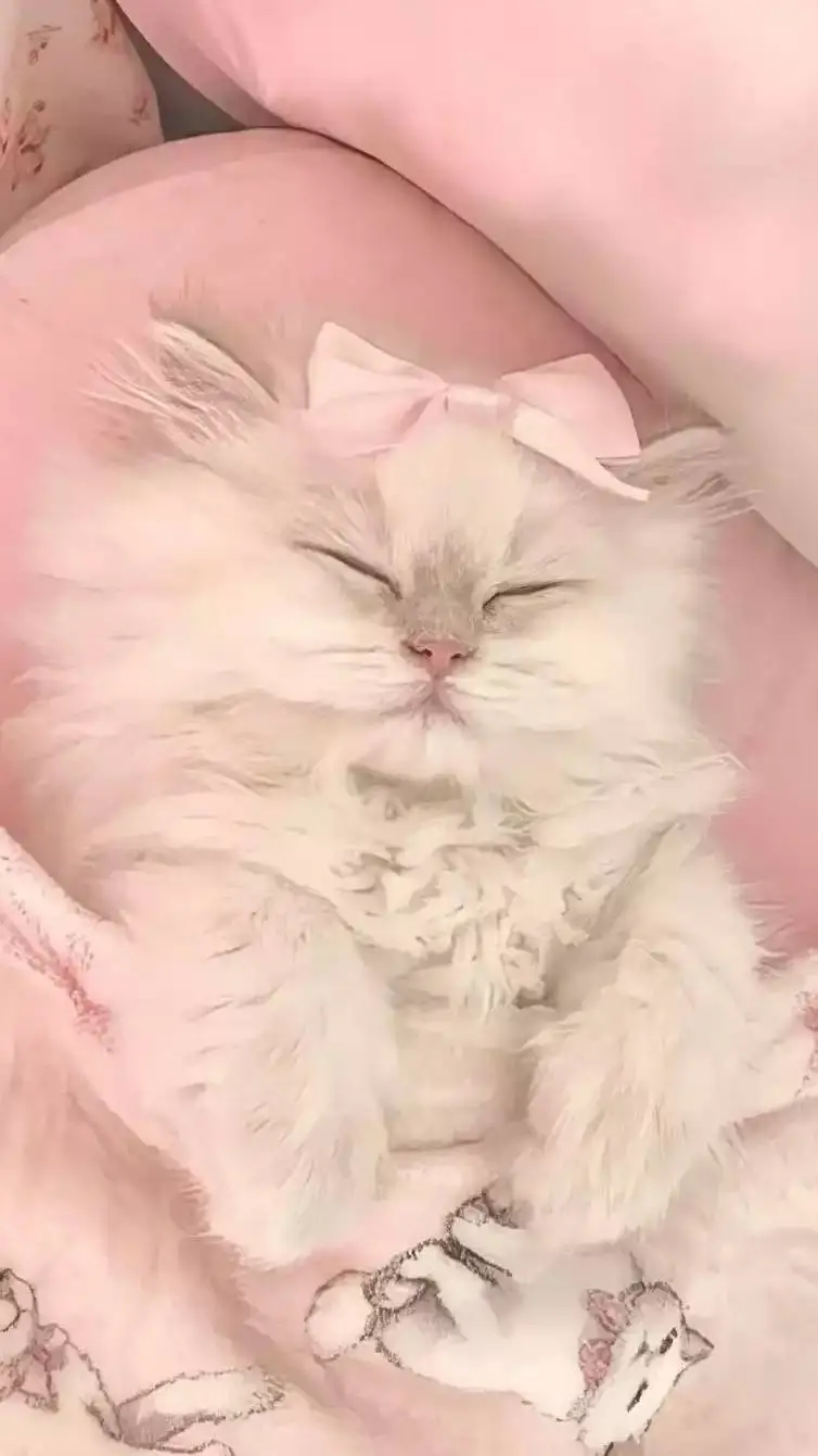 Talkie AI - Chat with King for a day