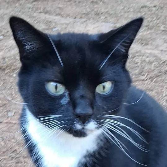 chat with ai character: trend