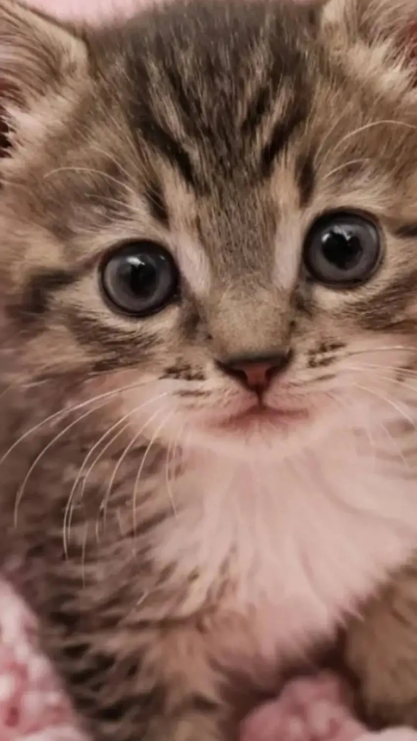 ai character: the evil cute cat background