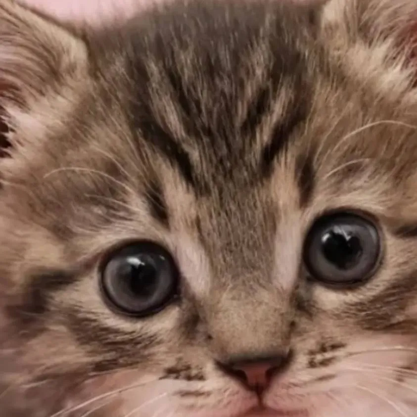 chat with ai character: the evil cute cat