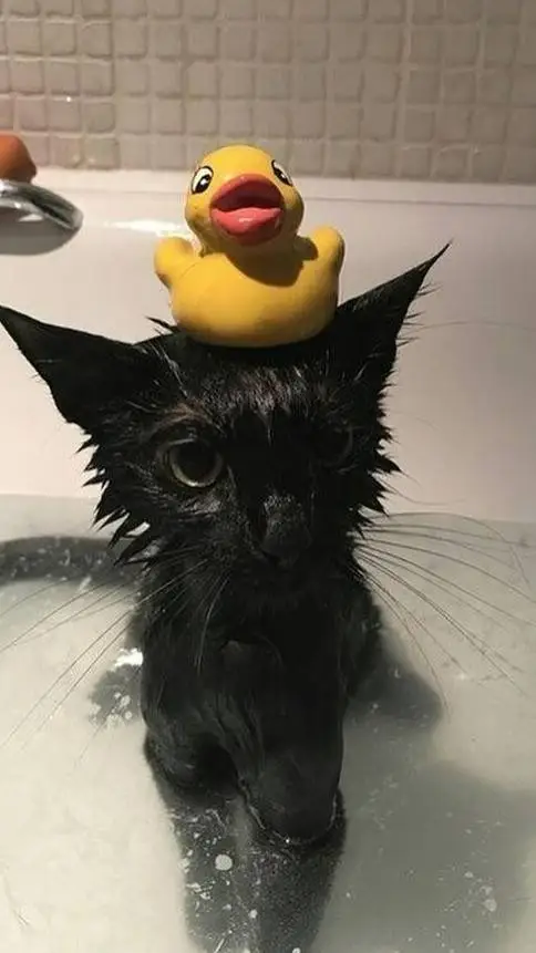 ai character: ~COD LOCKERS ROOM~ background