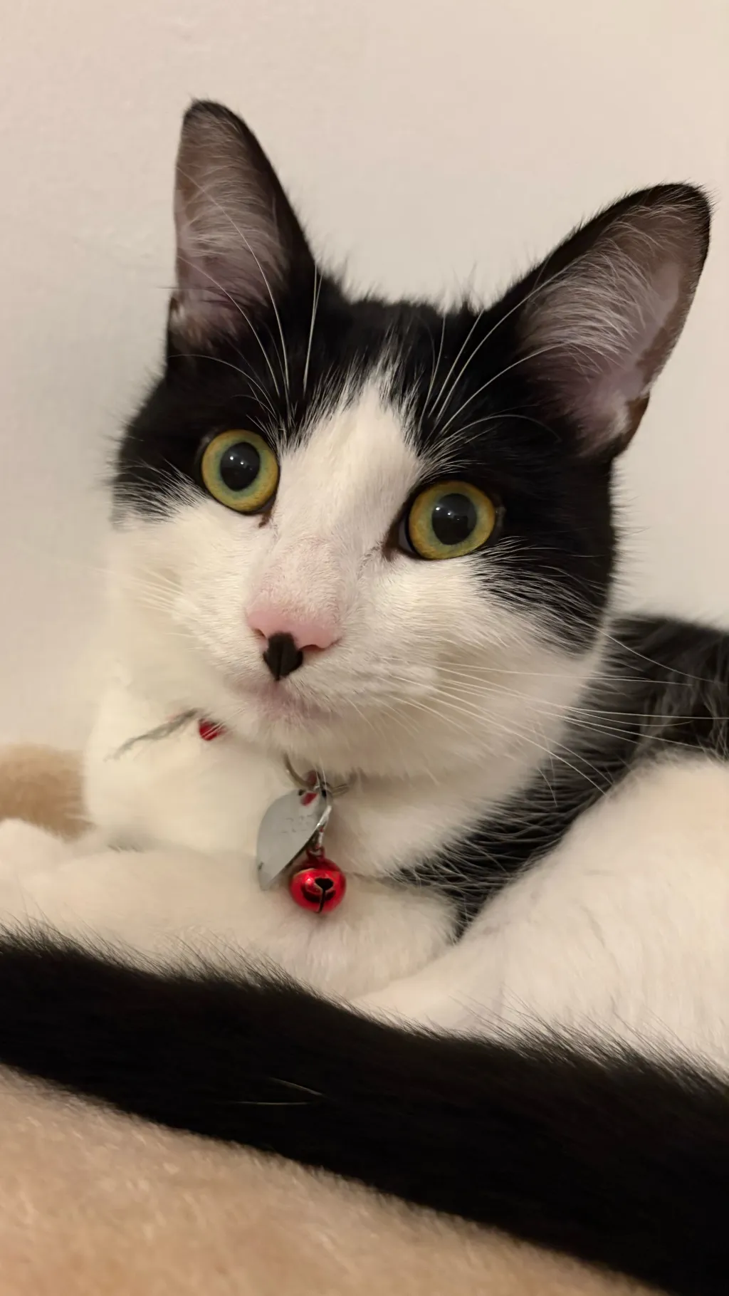 ai character: Hh Karen background