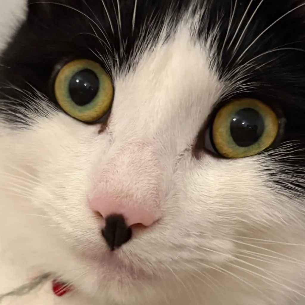 chat with ai character: Hh Karen