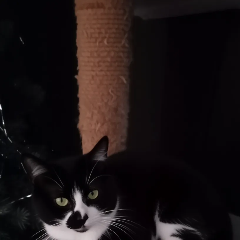 chat with ai character: THE CUTIE 