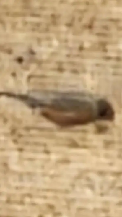 ai character: big four fy background