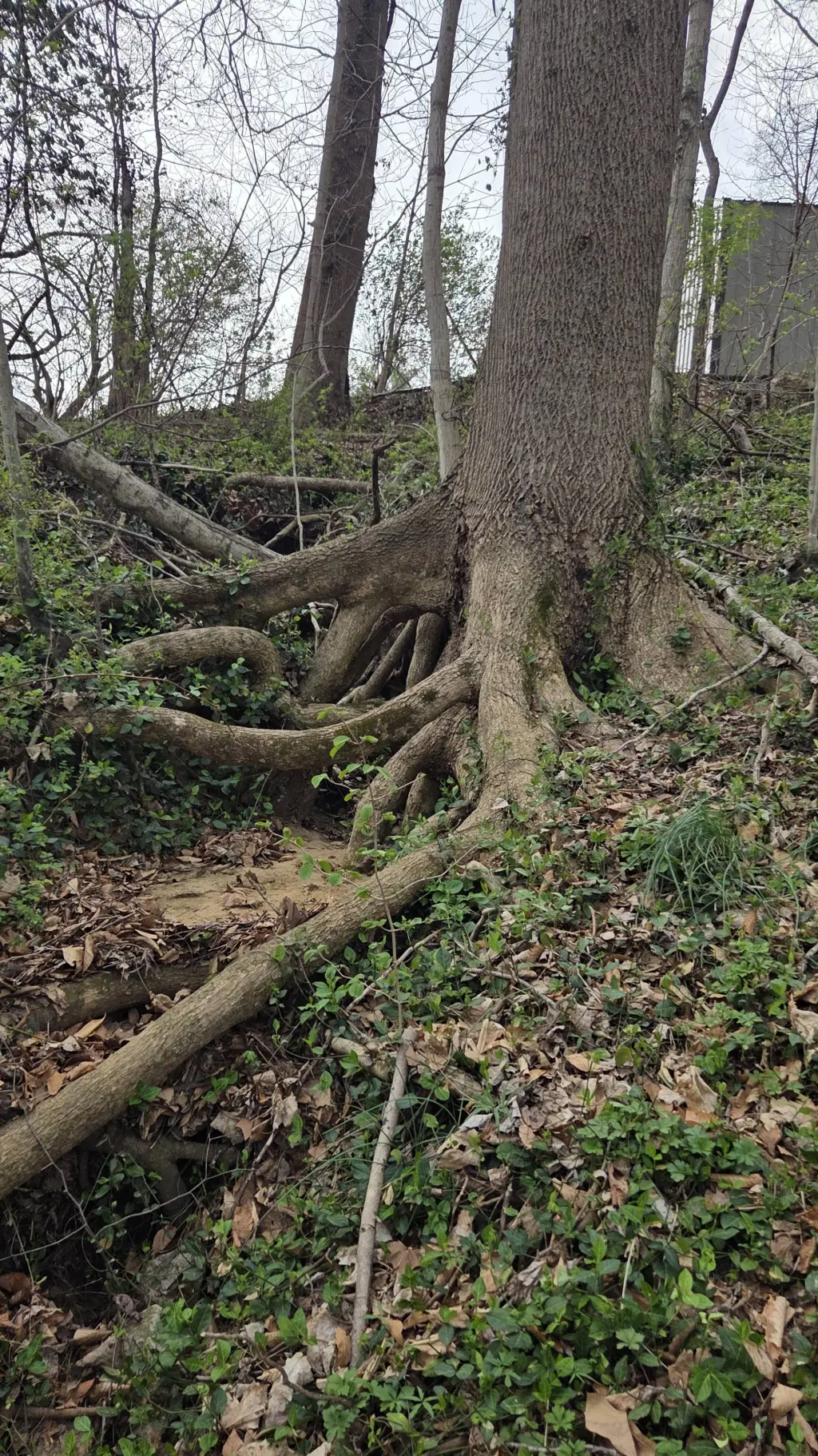 ai character: Shin Soukoku  background