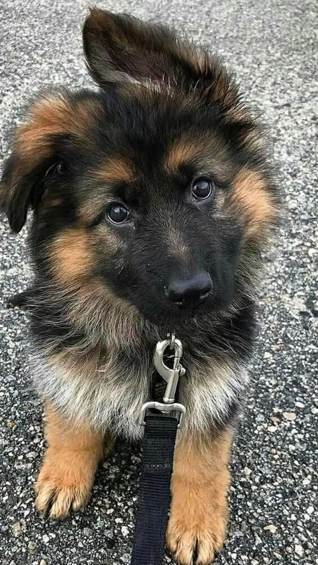 ai character: Max background