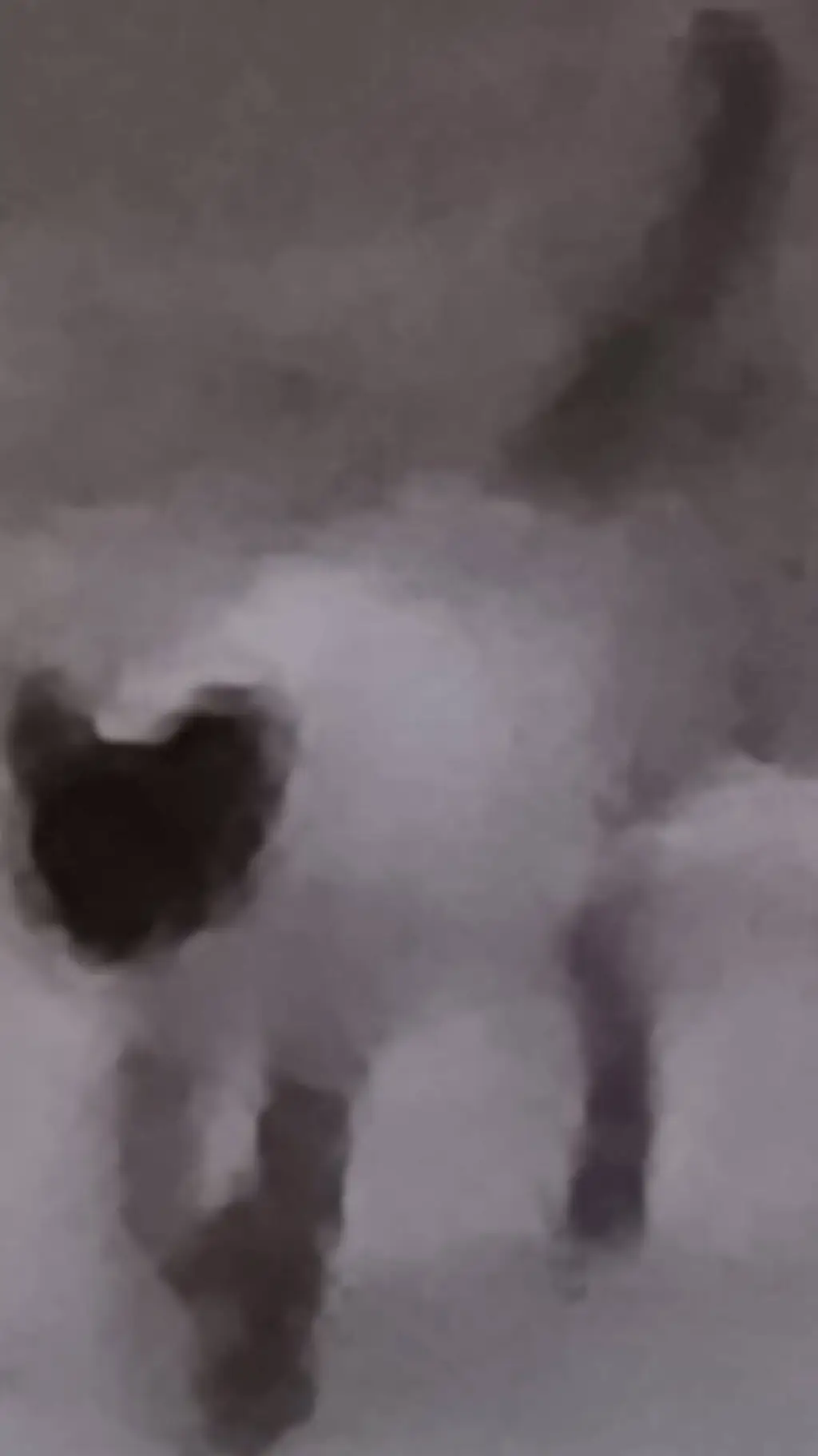 ai character: mha cat background