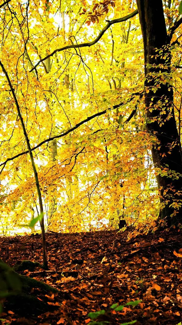 ai character: HH Valentine's day background