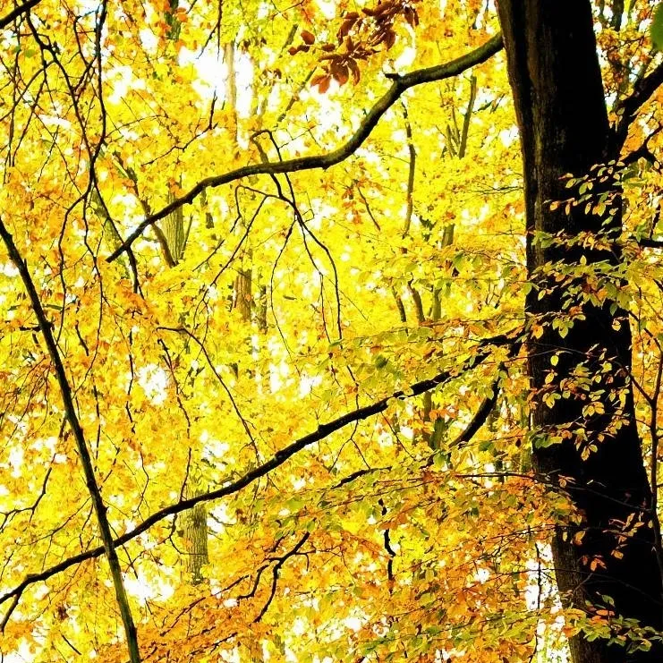 chat with ai character: HH Valentine's day