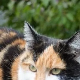 chat with ai character: Cupcake