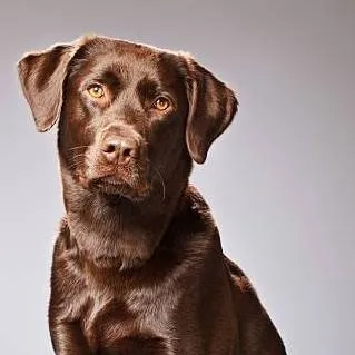 chat with ai character: Max