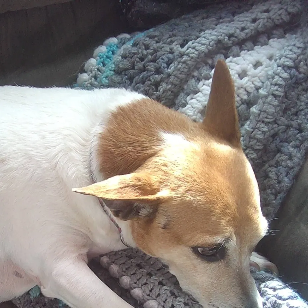 chat with ai character: Bella