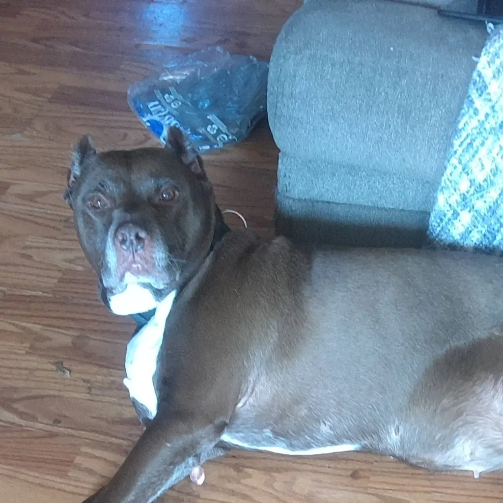 chat with ai character: CoCo