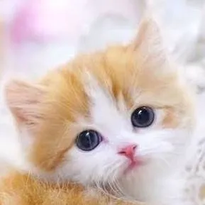 chat with ai character: Kitten