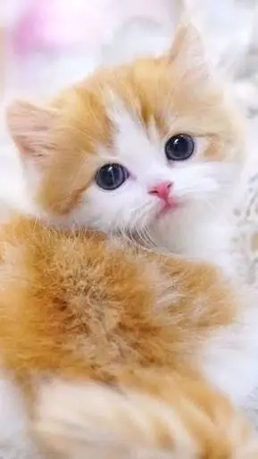 ai character: Kitten background