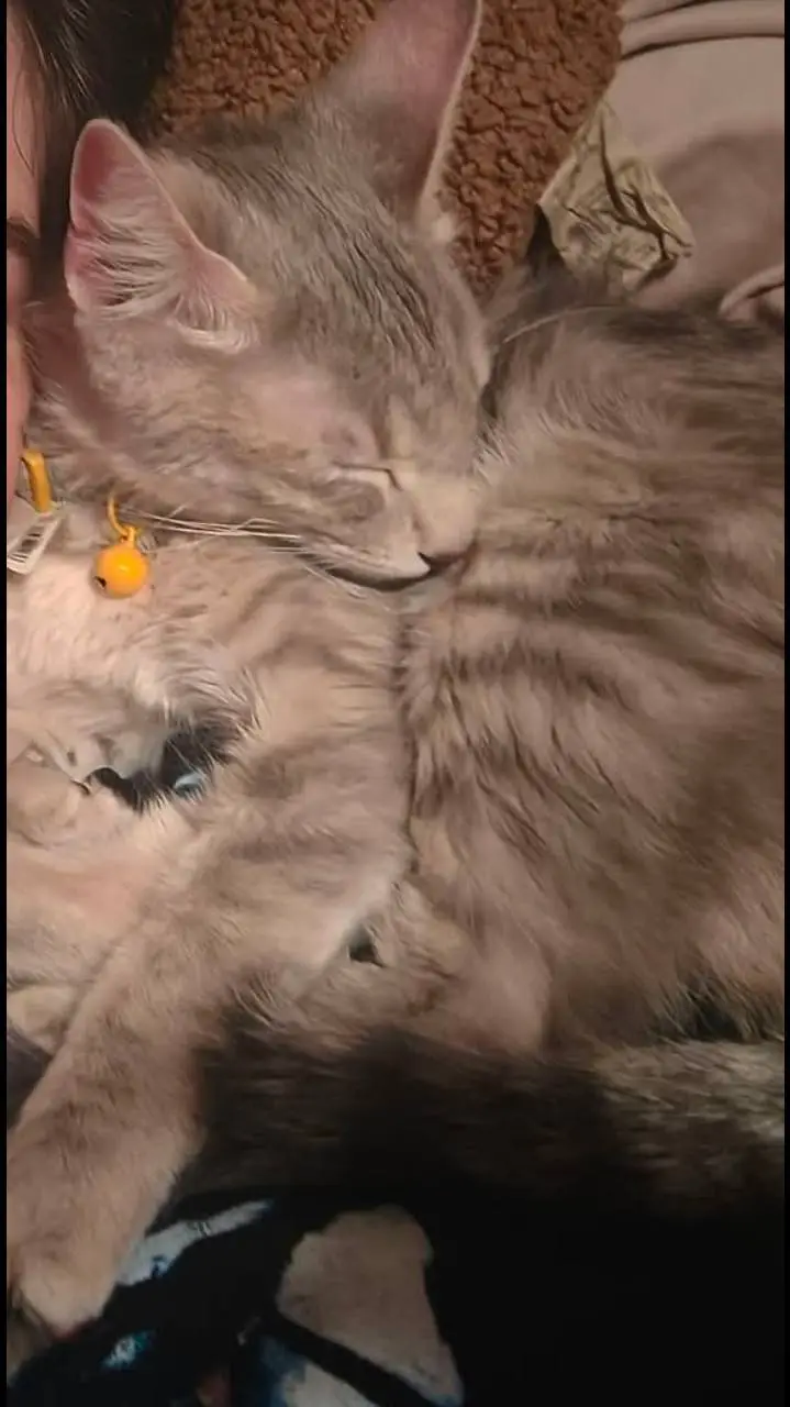 ai character: cat world background