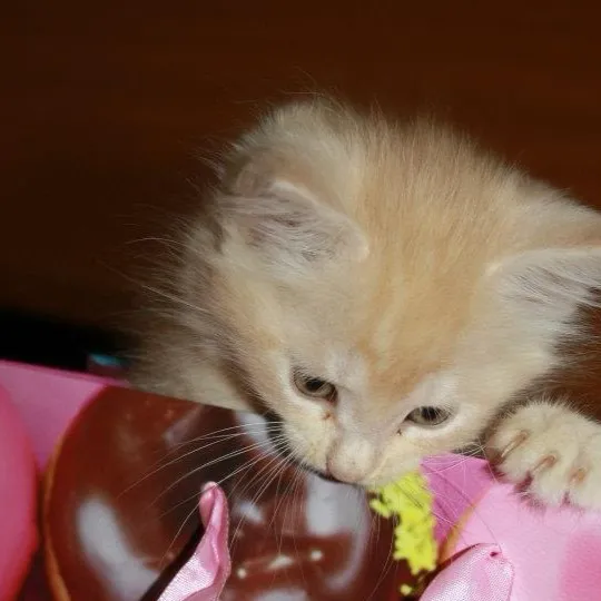 chat with ai character: You start