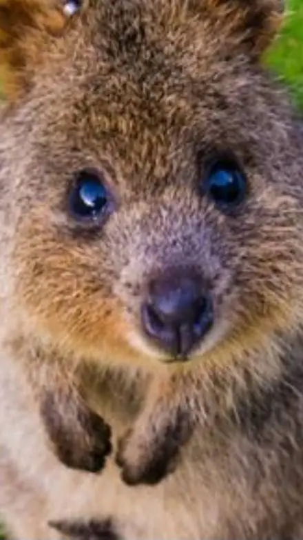 ai character: ~han quokka~ background