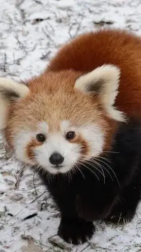 ai character: suggestion talkie background