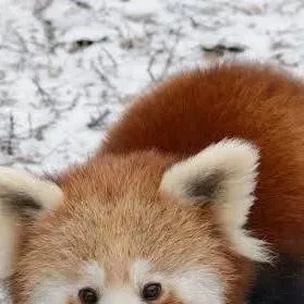 chat with ai character: suggestion talkie