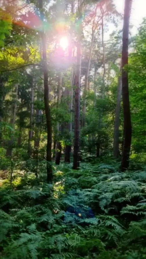 ai character: forest survival background
