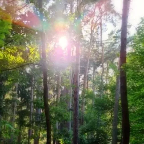 chat with ai character: forest survival