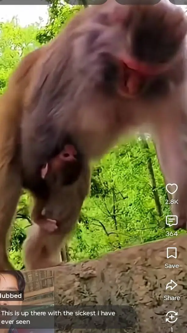 ai character: diddy monkey background