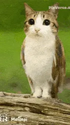 ai character: Meowl background