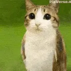 chat with ai character: Meowl