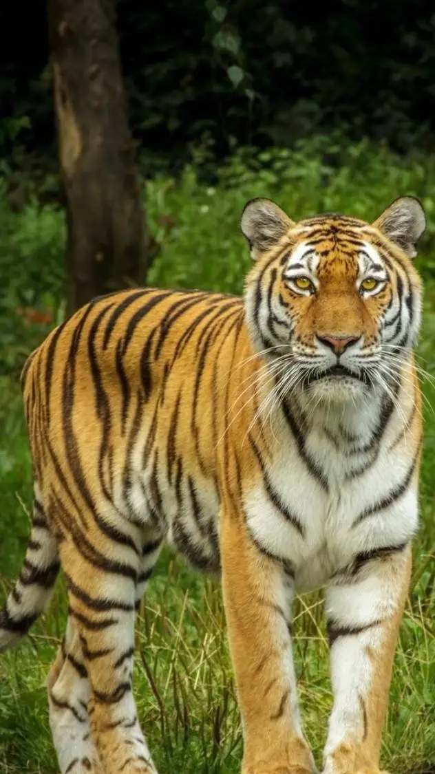 ai character: Tigers background