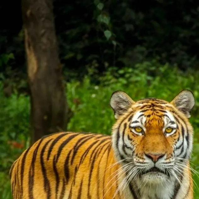 chat with ai character: Tigers
