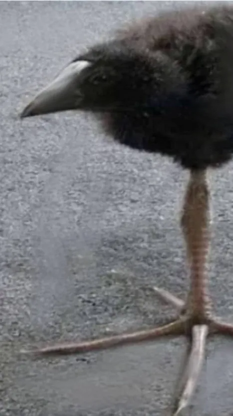 ai character: Roasting Birb background