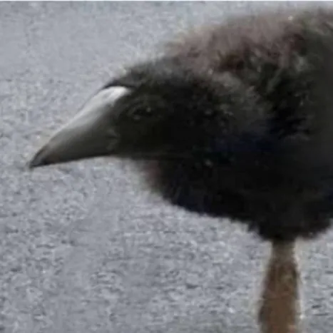 chat with ai character: Roasting Birb