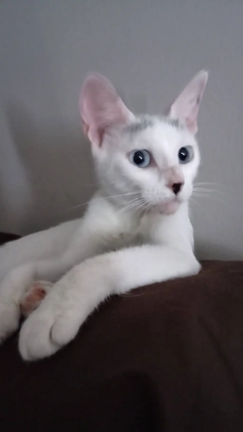 ai character: Kitty background