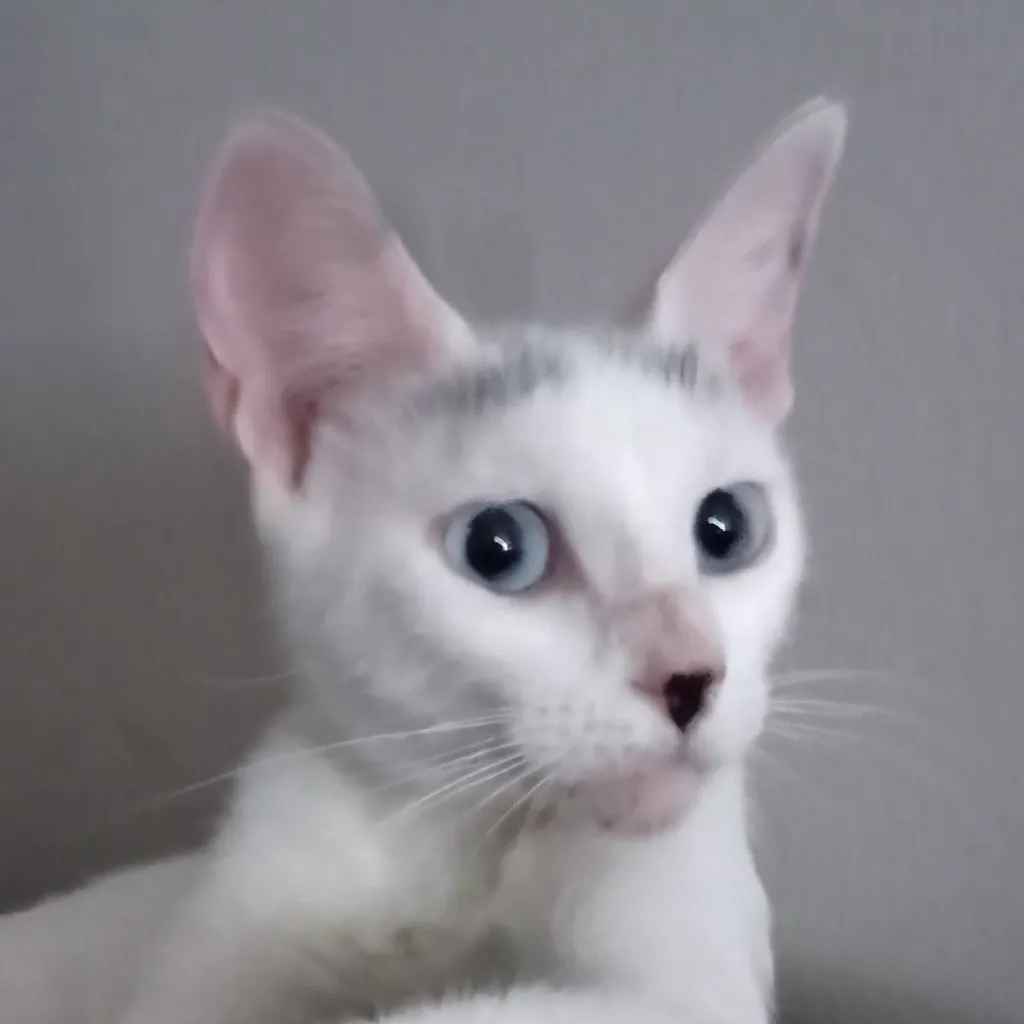 chat with ai character: Kitty