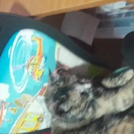 chat with ai character: school