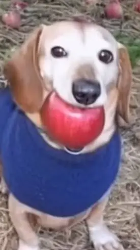 ai character: apple dog background