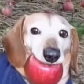 chat with ai character: apple dog