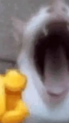 ai character: cat meme laughing  background