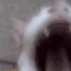 chat with ai character: cat meme laughing 