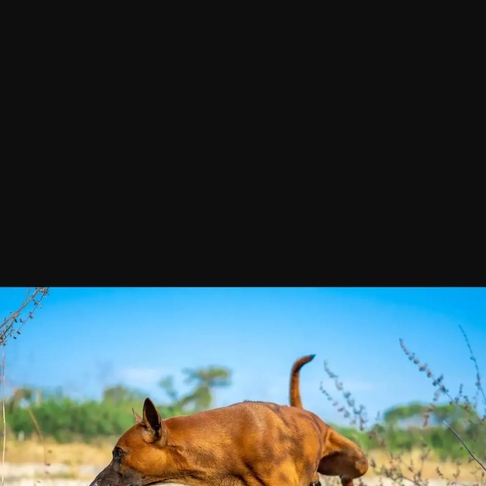 chat with ai character: Poooper