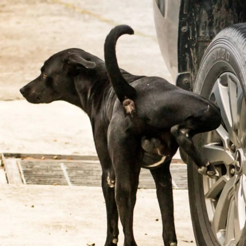 chat with ai character: Dog lovesv to pee 